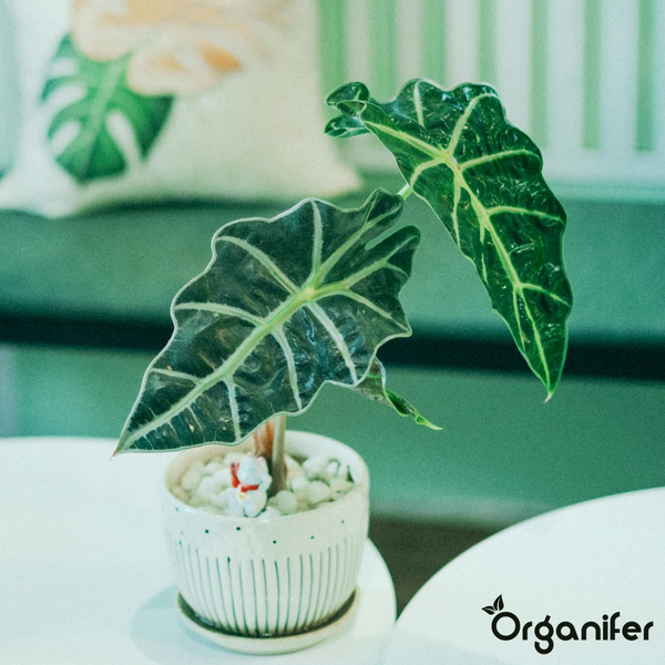 Alocasia Polly Zimmerpflanze in einem weißen Keramiktopf mit hellen Blattadern auf einem hellen Tisch. Organifer Logo.