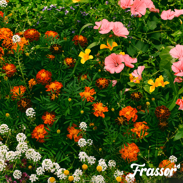 Ein farbenfrohes Blumenbeet mit verschiedenen Tulpen in Rot, Rosa, Gelb und Weiß, Frassor Logo.