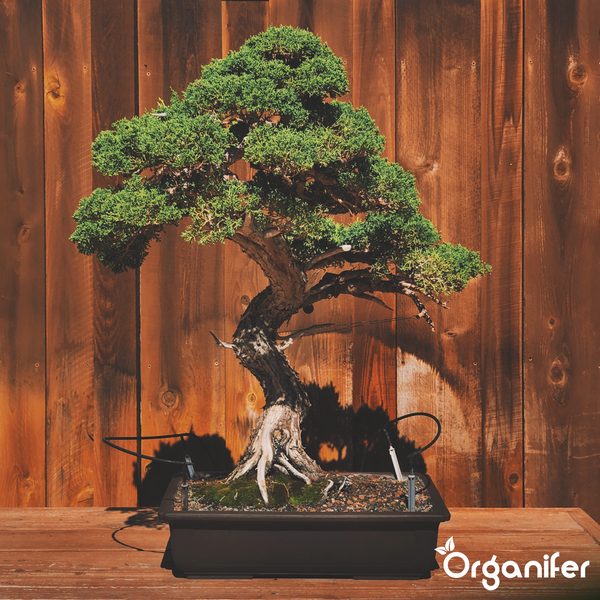 Bonsai mit verschlungenem Stamm und Luftwurzeln in einer gemusterten Keramikschale. Organifer Logo.
