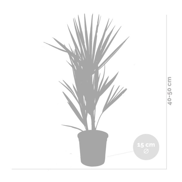 Bloomique - 2er Set - Chamaerops Humilis - Europäische Zwergpalme - Palmen Winterhart Draußen - Höhe 50-60 cm - Topf 15 cm