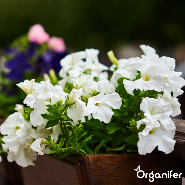 Blühende Petunien in einem hölzernen Blumenkasten mit Organifer Logo.