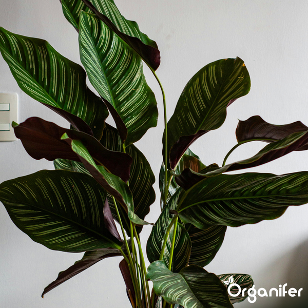 Calathea ornata Zimmerpflanze mit gestreiften Blättern und purpurfarbener Blattunterseite. Organifer Logo.