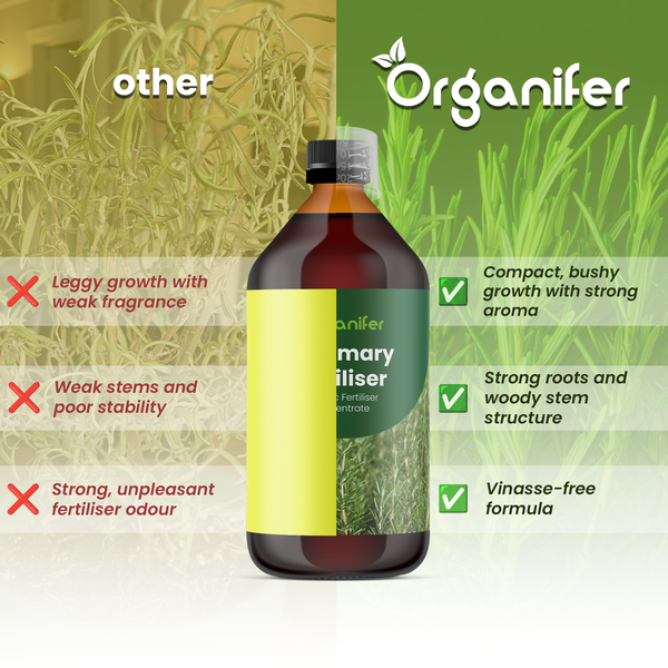 Organifer Rosmarindünger im Vergleich: Kompakter Wuchs, starkes Aroma, kräftige Wurzeln, holzige Struktur und vinassefreie Rezeptur.