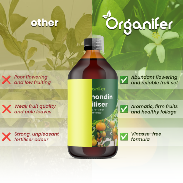 Organifer Calamondin Dünger Konzentrat mit Messkappe, Vergleich der Vorteile wie reiche Blüte, gesundes Laub und vinassefreie Formel.