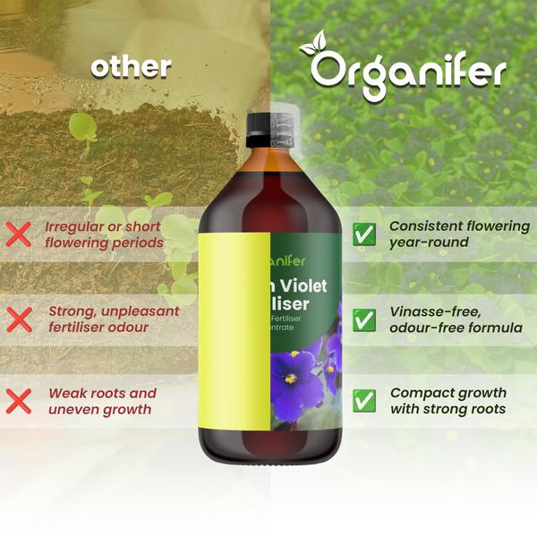 Vergleich von Organifer Usambaraveilchen-Dünger mit anderen Produkten, Vorteile wie gleichmäßige Blüte und starkes Wachstum. Organifer Logo.