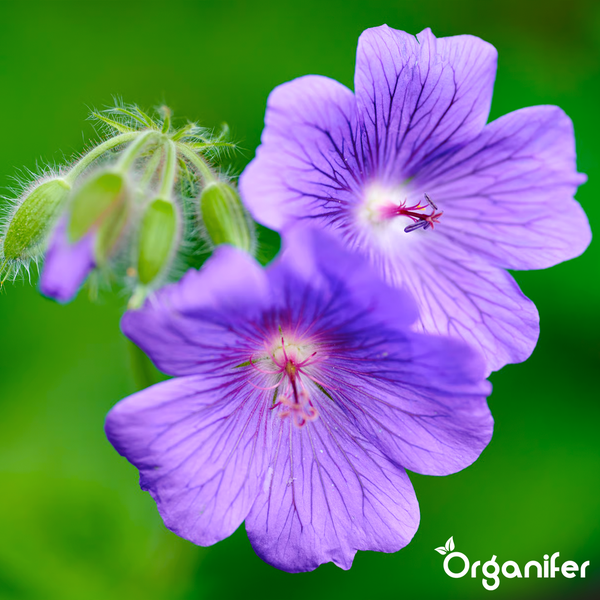 Violette Storchschnabel Blüten mit Knospen und Organifer Logo.
