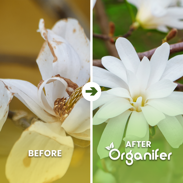 Vorher-Nachher-Vergleich einer Magnolienblüte zeigt Wirkung von Organifer. Links verwelkte Blüte, rechts gesunde Blüte. Organifer Logo.