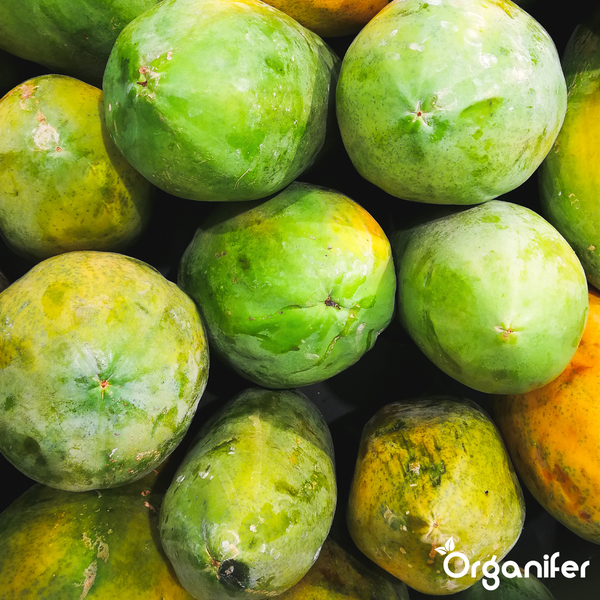 Nahaufnahme von mehreren ganzen Papayas in verschiedenen Reifegraden. Organifer Logo.