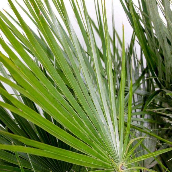 Chamaerops Humilis - Europäische Zwergpalme - Palme - Winterhart - ⌀24 cm - ↕80-90 cm