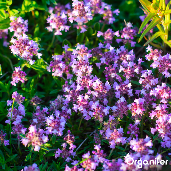 Blühender Thymian mit lila Blüten und grünen Blättern. Organifer Logo.