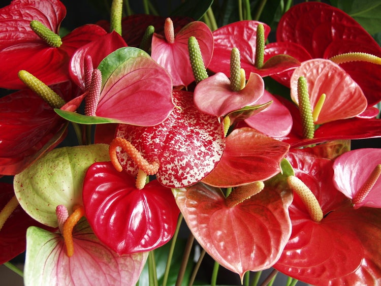 Bloomique - 2er Set - Anthurium Andreanum - Rot - Flamingoblume - Blühende Zimmerpflanzen - Pflegeleicht - Höhe 30-40 cm - Topf 12 cm