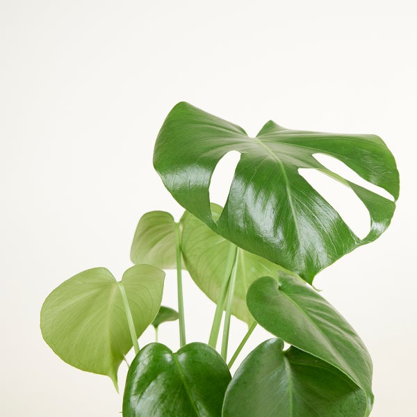 Bloomique - 2er Set - Monstera Deliciosa - Fensterblatt - Zimmerpflanzen - Pflegeleicht - Luftreinigend - Höhe 30-40 cm - Topf 12 cm
