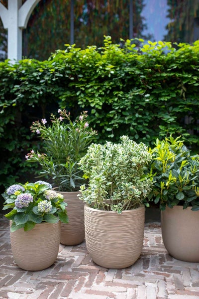 Gartenpflanzen wie Hortensien in hellen, strukturierten Pflanztöpfen auf einer gepflasterten Terrasse vor einer Hecke.