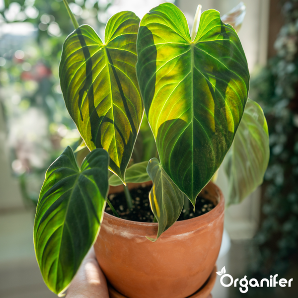 Herzförmige Philodendron Blätter mit deutlicher Maserung und Organifer Logo.