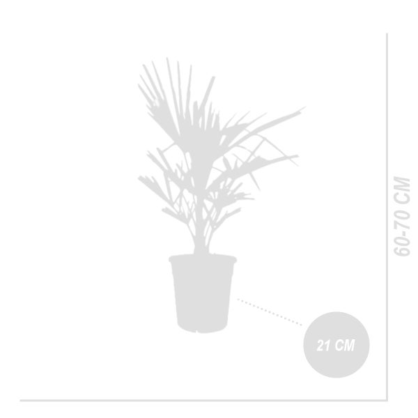Bloomique - 2er Set - Trachycarpus Fortunei - Chinesische Hanfpalme - Palmen Winterhart Draußen - Höhe 60-70 cm - Topf 21 cm