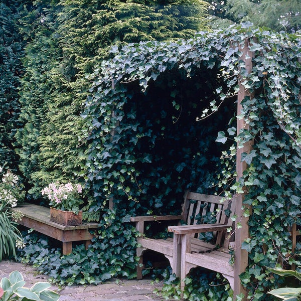 Bloomique – Hedera Hibernica – Großblättriger Efeu – Immergrün – Kletterpflanzen – Gartenpflanzen – Winterhart – Topf 15 cm – 70–80 cm hoch