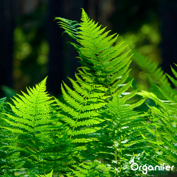 Leuchtend grüne Farnwedel im Freien mit dem Organifer Logo.