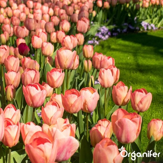 Feld mit rosa Tulpen