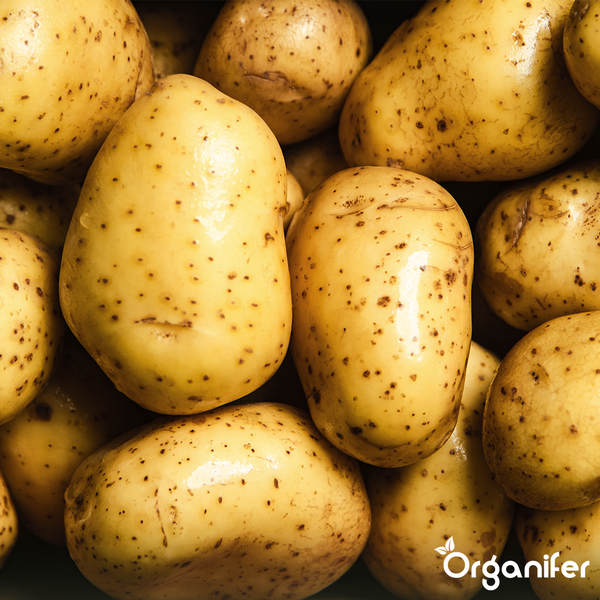 Licota Inbusschlüssel-Satz mit Aufbewahrungskoffer