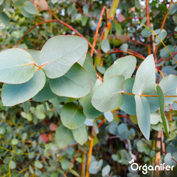 Eukalyptus-Zweig mit runden Blättern und Organifer Logo.