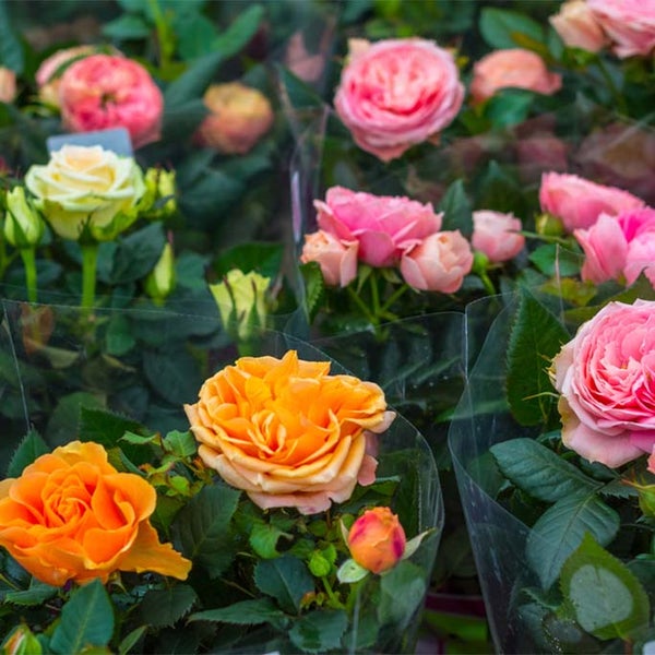 Bloomique - 3er-Mix - Topfrosen - Rot, Gelb, Rosa - Für drinnen und draußen geeignet - Zimmerpflanzen - Gartenpflanzen - Terrassenpflanzen - Winterhart - 20-30 cm Hoch - Topf 12 cm