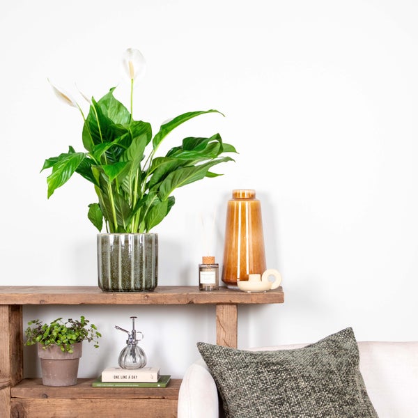 Spathiphyllum 'Bingo Cupido' - Friedenslilie - Zimmerpflanze - Deodorant – ⌀17 cm - ↕65-75 cm