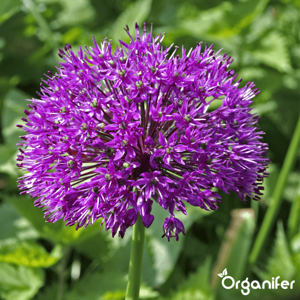 100 Allium Purple Sensation Zwiebeln (XXL-Blumenzwiebelgröße 12/+ cm) - Organifer