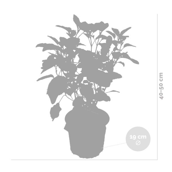 Hortensie 'Strong Annabelle' - Hortensie - Strauch - Winterhart – ⌀19 cm - ↕40-50 cm