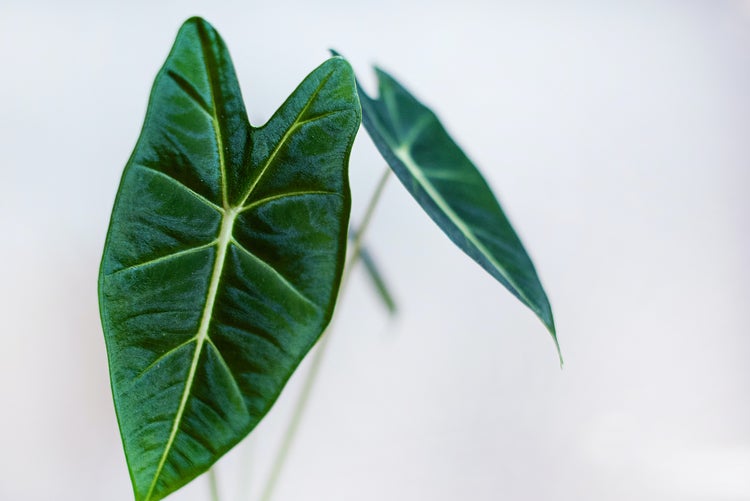 Alocasia 'Wentii' | Jeweils Elefantenohr - Zimmerpflanze im Kinderzimmertopf cm19 cm - ↕55-65 cm
