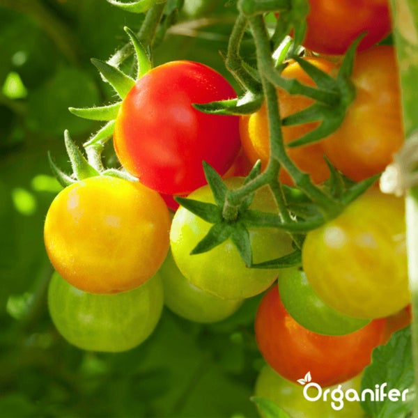 Tomatensamenpaket - 13 Sorten - Organifer