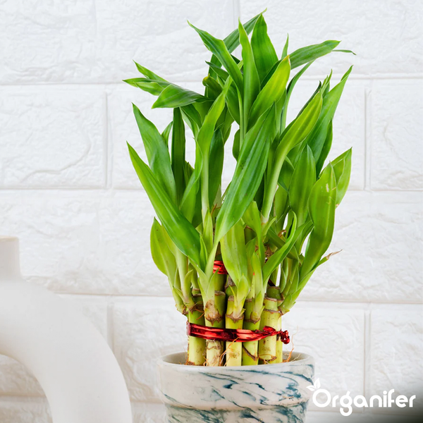 Lucky Bamboo Zimmerpflanze Dracaena sanderiana im marmorierten Keramiktopf, mit rotem Band zusammengebunden.