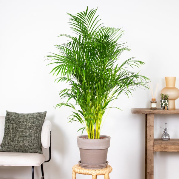 Bloomique - Dypsis Lutescens - Goldfruchtpalme - Areca Palme - Zimmerpflanzen Groß - Pflegeleicht - Haustierfreundlich - Höhe 130-150 cm - Topf 24 cm