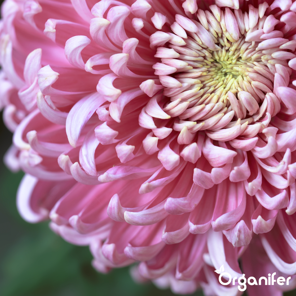Drei hellrosa Chrysanthemen mit gelben Mitten und Wassertropfen vor grünem Laub, Organifer Logo.