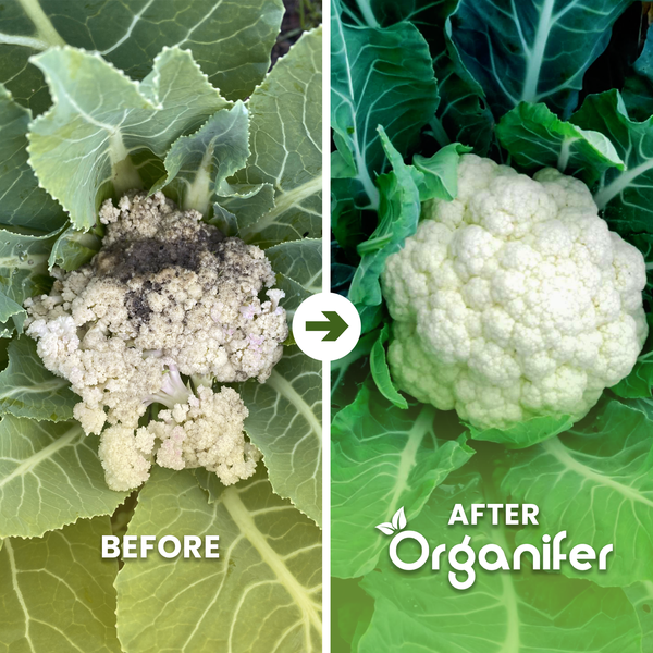 Vor-und-Nachher-Vergleich: kranker Blumenkohl und gesunder weißer Blumenkohl nach Anwendung von Organifer. Organifer Logo.