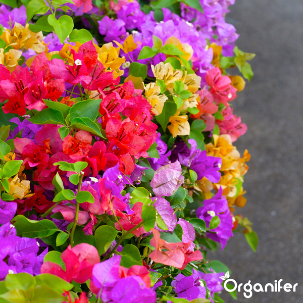 Bougainvillea Drillingsblume in verschiedenen Farben mit grünen Blättern. Organifer Logo.