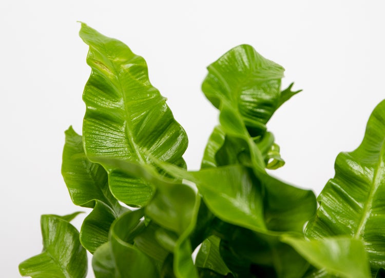 Asplenium 'Knusprige Welle' | Streepvaren - Kamerplant in Kwekerspot ⌀12 cm - ↕15-25 cm