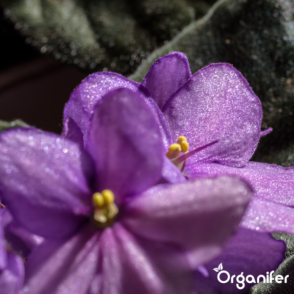 Nahaufnahme eines Usambaraveilchens mit violetten Blüten, gelben Staubblättern und behaarten Blättern. Organifer Logo.