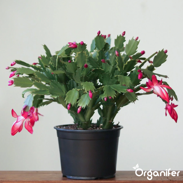Weihnachtskaktus Schlumbergera im schwarzen Kunststofftopf mit rosa Blüten und Knospen. Organifer Logo.