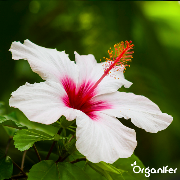 Hibiskusblüte mit weißen Blütenblättern und rotem Zentrum, Organifer Logo.