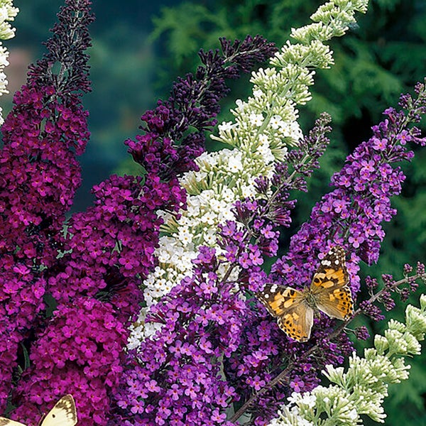 Bloomique - 3er-Mix - Buddleja Davidii - Schmetterlingsflieder - Rosa, Lila, Weiß - Winterhart - Gartenpflanzen - 20-30 cm Hoch - Topf 10,5 cm