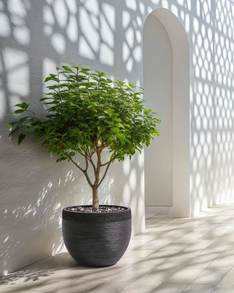 Zimmerpflanze in einem Topf neben einer weißen Wand mit Schattenmuster und einem Torbogen.