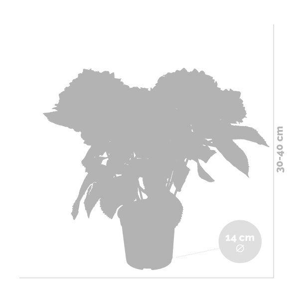 3x Hydrangea Macrophylla 'Schneeball' - Hortensie - Strauch - Winterherz – ⌀14 cm - ↕30-40 cm