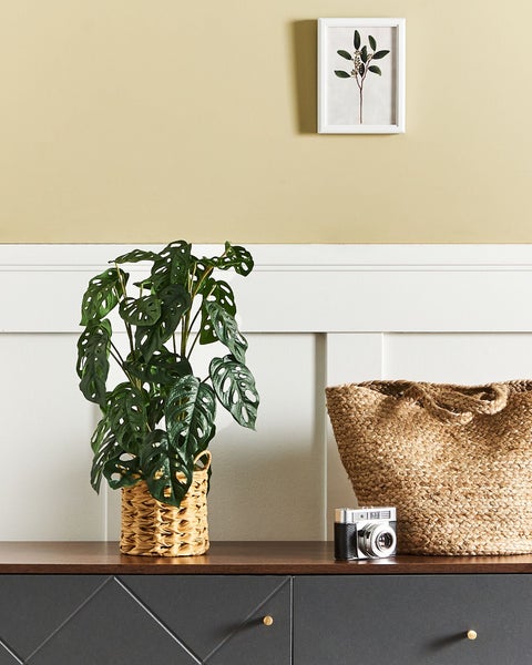 Monstera Pflanze im Weidenkorb