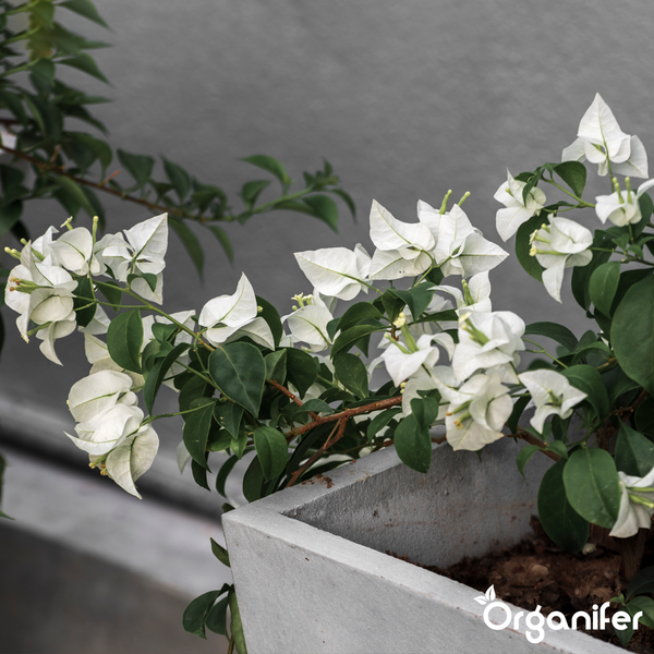 Weiße Bougainvillea mit grünen Blättern in einem grauen Pflanzkasten aus Beton. Organifer Logo.