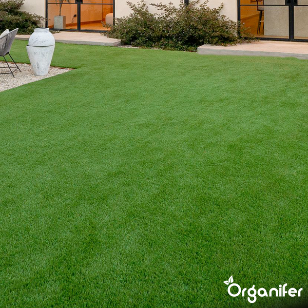 Dichter gepflegter Rasen in einem modernen hellen Garten mit Wohnhaus im Hintergrund. Organifer Logo.