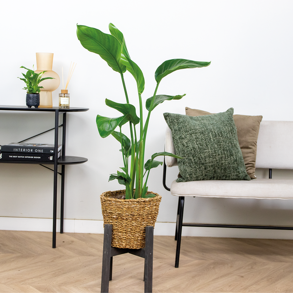 Strelitzia Nicolai inkl. Seegraskorb - Paradiesvogelpflanze - Lufcleaning - ⌀19 cm - ↕80-90 cm