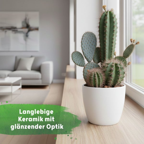Verschiedene Kakteen in einem weißen, glänzenden Keramik-Übertopf auf einer Fensterbank aus hellem Holz in einem hellen, modernen Wohnzimmer.