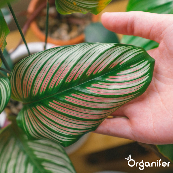 Nahaufnahme einer Hand, die ein grünes Calathea-Blatt mit rosa und weißen Streifen hält. Organifer Logo.