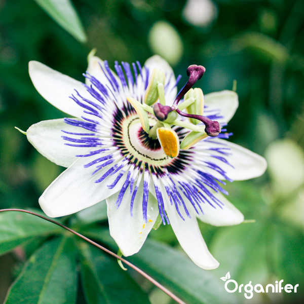Passionsblume in Nahaufnahme mit weißen Blütenblättern und blau-weißen Filamenten. Organifer Logo.