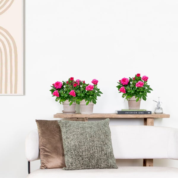 Bloomique - 3er-Set - Topfrosen Rosa - Für drinnen und draußen geeignet - Zimmerpflanzen - Gartenpflanzen - Terrassenpflanzen - Winterhart - 20-30 cm Hoch - Topf 12 cm